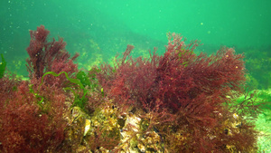 黑色海藻黑海海底的红藻和绿藻乌尔瓦甲状腺30秒视频