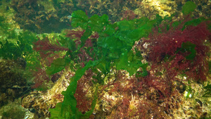 黑色海藻黑海海底的红藻和绿藻乌尔瓦甲状腺41秒视频