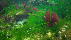 黑色海藻黑海海底的红藻和绿藻乌尔瓦甲状腺42秒视频