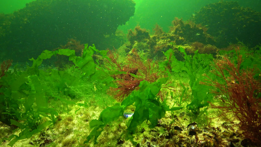 黑色海藻黑海海底的红藻和绿藻乌尔瓦甲状腺视频
