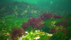 黑色海藻黑海海底的红藻和绿藻乌尔瓦甲状腺37秒视频