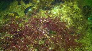 黑色海藻黑海海底的红藻和绿藻乌尔瓦甲状腺20秒视频