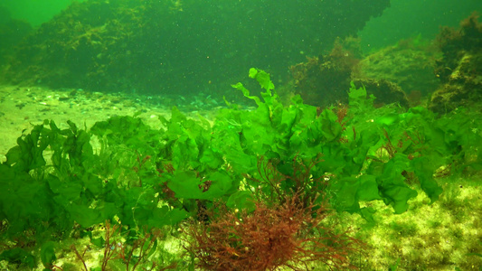 黑色海藻黑海海底的红藻和绿藻乌尔瓦甲状腺视频