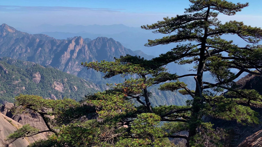 黄山风景区标志奇松视频合集视频