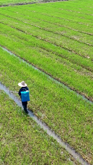 航拍农田里的农民喷洒农药合集农药喷洒108秒视频