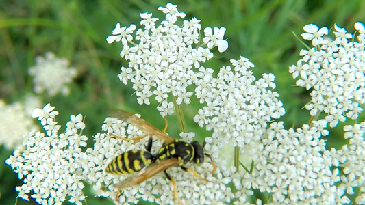 夏季在德国的白花上黄纸黄蜂视频