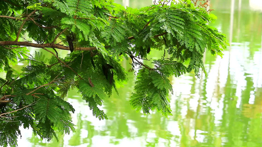 绿树枝和湖面的模糊反射视频