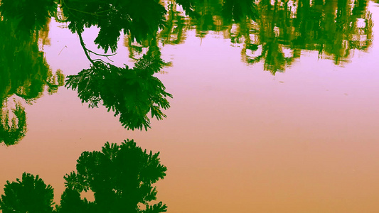 湖面水面的日落光树枝和模糊反射视频