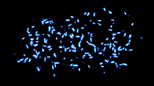 微生物细菌医学背景动画17秒视频