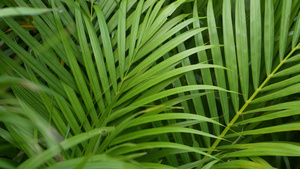 丛林中明亮多汁的异国热带植物选择性聚焦自然有机背景13秒视频