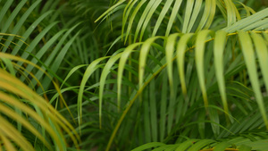 丛林中明亮的异国热带植物8秒视频