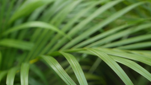 丛林中热带植物12秒视频