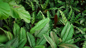 丛林中明亮多汁的异国热带植物选择性聚焦自然有机背景10秒视频