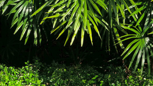丛林森林赤道气候中的热带绿树其生长地为热带绿色14秒视频