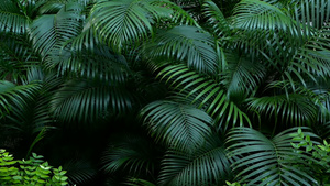 丛林森林赤道气候中的热带植物17秒视频