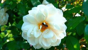 一只蜜蜂坐在白玫瑰芽上8秒视频