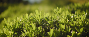 植物上的小绿叶16秒视频