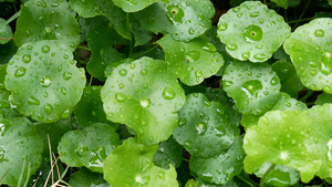 绿叶与绿色背景的新鲜雨滴11秒视频