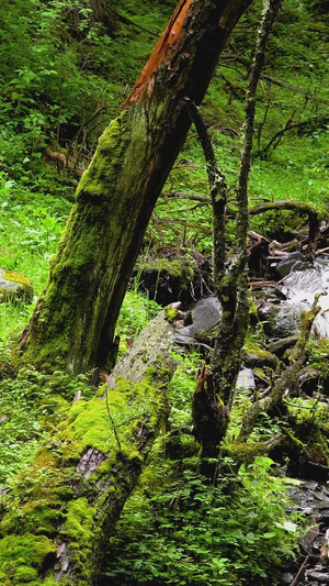 森林山间瀑布清凉流水高山流水21秒视频