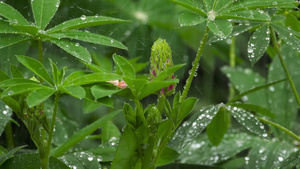 雨滴雨水19秒视频