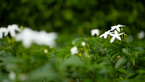 白色的茉莉花朵园丁背景19秒视频
