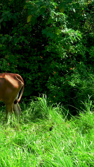 牛年休闲吃草的黄牛过年回家28秒视频