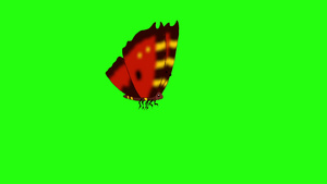 红色纹蝴蝶绕着染色体13秒视频