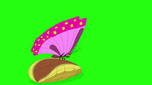 一只美丽的蝴蝶9秒视频