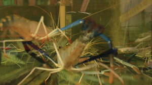 在海产食品市场销售的蓝虾12秒视频