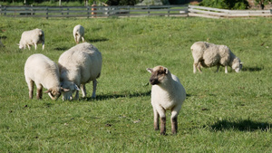 羊群在绿地上吃草绵羊站立不动20秒视频