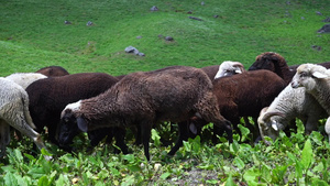 牧羊群在马那利草原上行走19秒视频