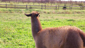 一只美丽的毛绒骆驼吃绿草11秒视频