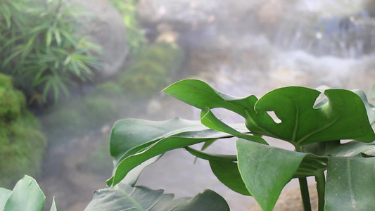 热带绿叶花园中的雾视频