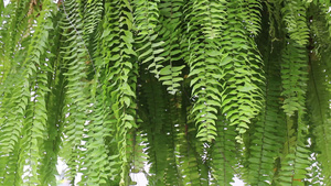 热带花园中的青绿树叶6秒视频