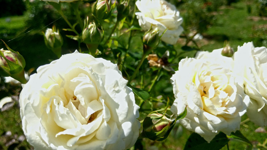 放在花园的白玫瑰上视频