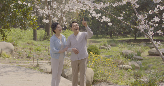 老年夫妇公园赏花[赏叶]视频
