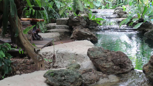 带流水的热带热带绿色花园6秒视频