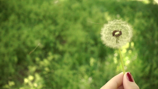 在阳光明媚的日子吹白花朵视频