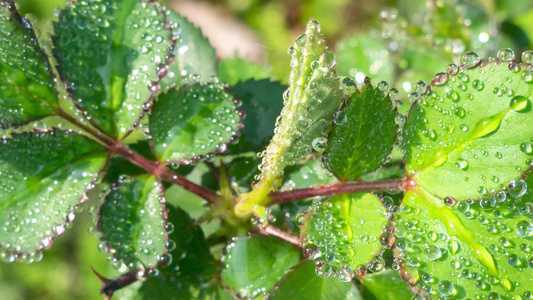 叶子上的露水自然景观微距水滴屏保视频视频