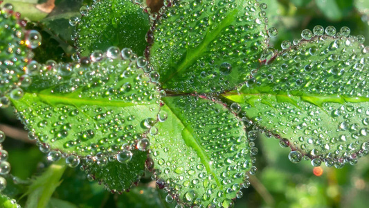 叶子上的露水自然景观微距水滴屏保视频视频