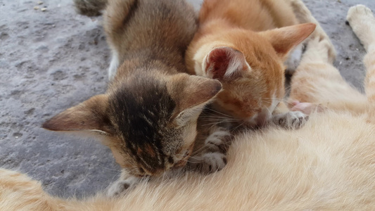 饥饿的小猫们喝牛奶视频