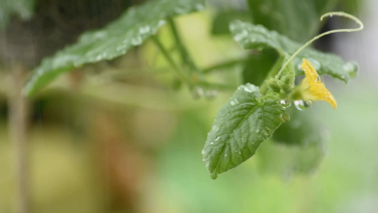 叶子和黄瓜的花朵下着水滴在风雨中摇摆视频