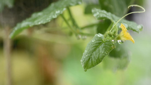 叶子和黄瓜的花朵下着水滴在风雨中摇摆16秒视频