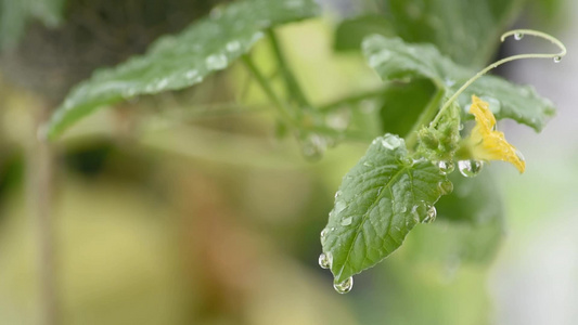 叶子和黄瓜的花朵有水滴在风中挥舞视频