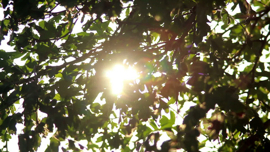 太阳在树中视频