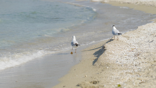 海边海浪海鸥海边风光视频