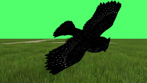 3张D动画在绿屏上飞着伟大的美洲角猫头鹰14秒视频