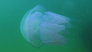 在黑海的桶状水母20秒视频