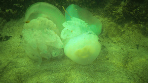 秋天死亡的大型水母39秒视频