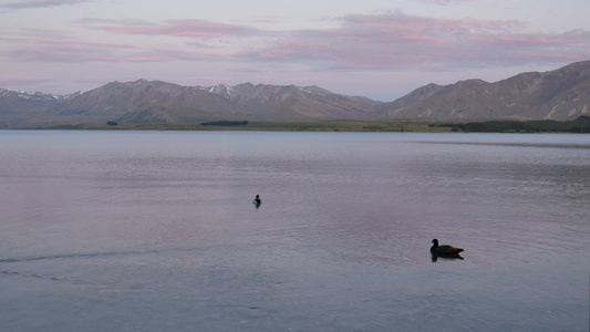 三只野鸭在湖中游视频
